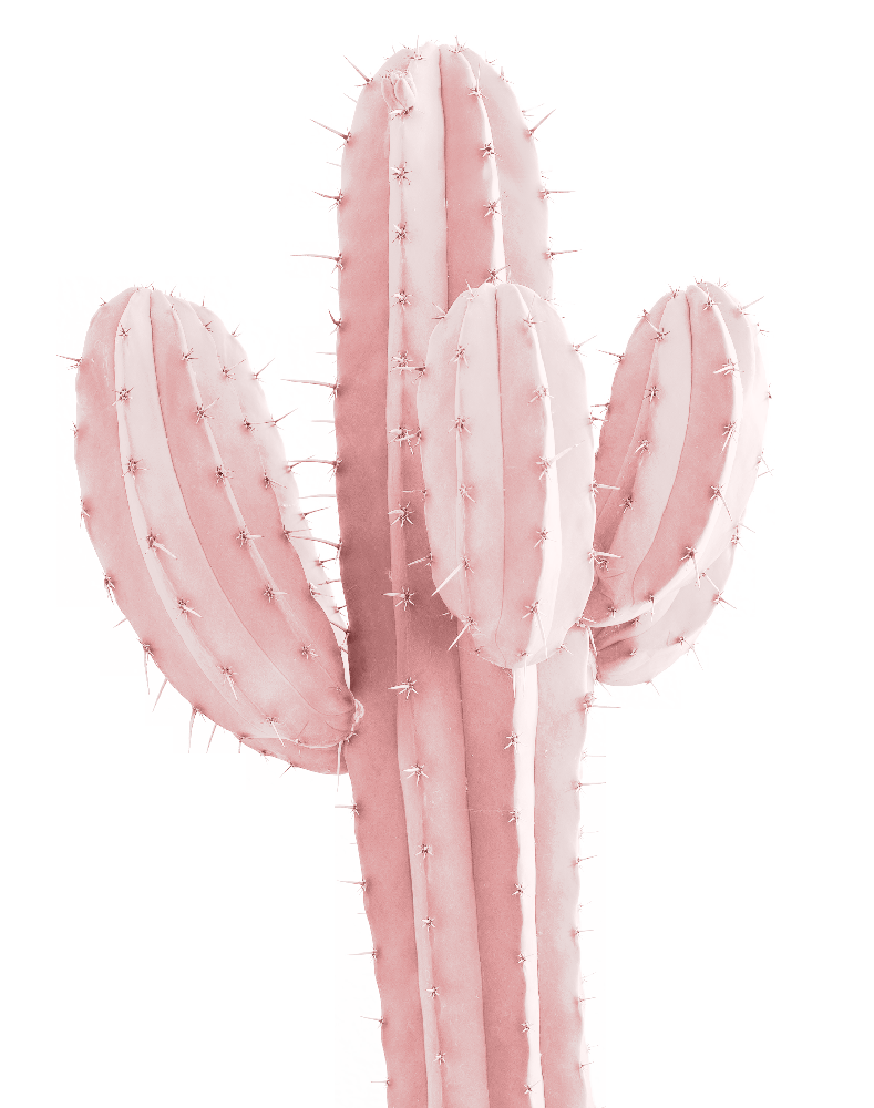 pink nevada cactus rose